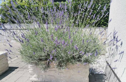 Apartment Fancy - Foto 28