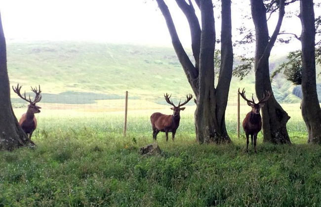 Mauldslie Hill Cottage - Photo 7