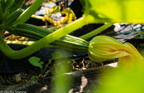 Cascina Graziosa - Foto 43