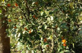 Sitio Casa na Árvore - Photo 6