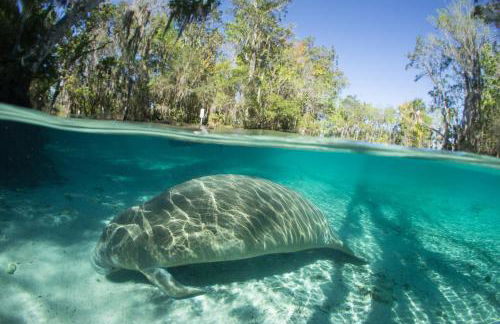 Escape to Secluded Spa, Heated Pool, Game Room, Firepit Near Crystal and Rainbow Rivers - Foto 58