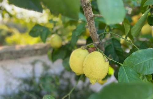 Beautiful stone house in Istria - Photo 7