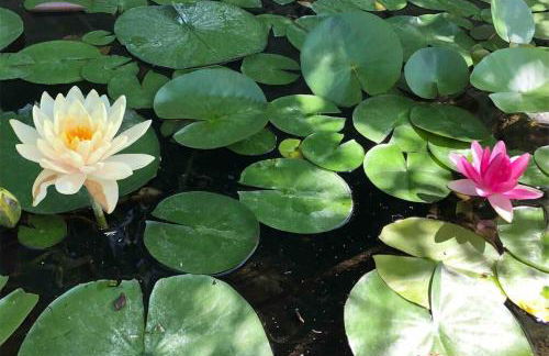 Mineral Saltwater Solar heated Pool & Spa Oasis with mountain views and Koi pond - Foto 39