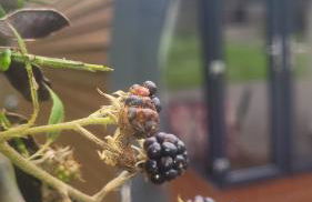 Squirrels Wood Lodge, nr Glencoe, dog friendly - Foto 13