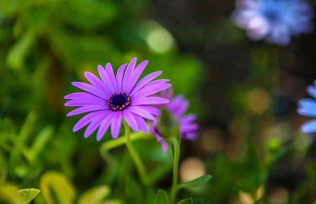 Villa Antonia - Foto 20