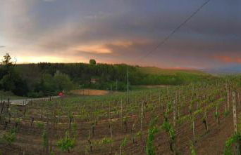 Cà Du Ruja - Foto 5