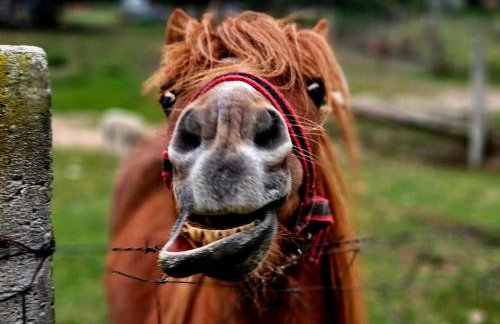 Agroturystyka Stara Huta - Foto 16