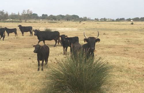 "La Pradeto" gite rural Camargue - Foto 24
