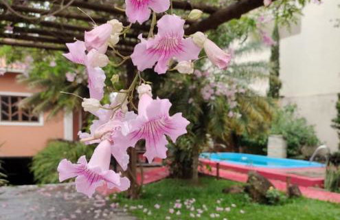 Sossego Ponta da Fruta - Photo 2