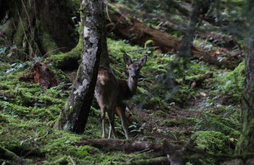 Gite Du Montagnol A Payolle - Foto 17
