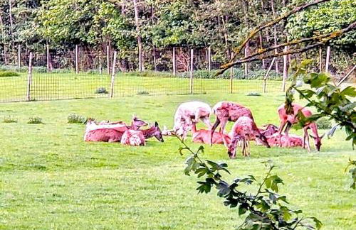 Ferienwohnung Rehberge - Foto 29