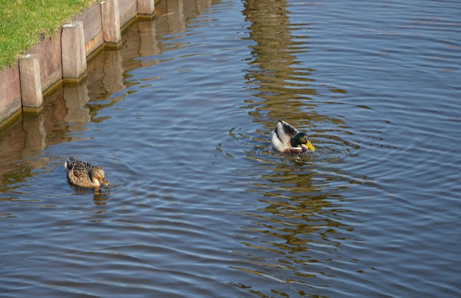 Comfortable Chalet Located in the Polder, Near Alkmaar - Foto 31