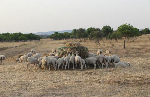 Sesmarias Turismo Rural & SPA - Foto 26