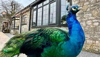 Peacock cottage - Foto 2