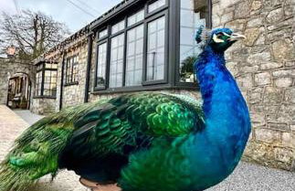 Peacock cottage - Foto 2