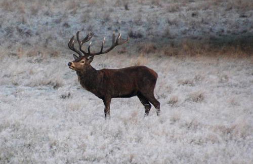 SW19 - Quiet split-level 2-bedroom maisonette with garden - Foto 9