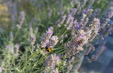 Apartments Villa Lora - Foto 72