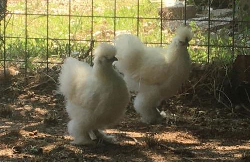 Agriturismo il Podere Vedelago con San Bernardo, Alpaca e una Pentola di cose da scoprire - Foto 44