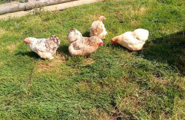 The old hayloft on 22 acre country smallholding - Foto 46