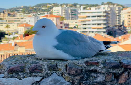 Top Floor Secret Garden, Cannes - Foto 21