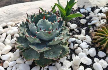 Las Casitas Masdache - Foto 42