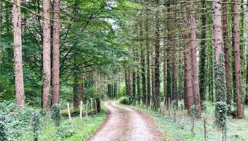 The Wooded Getaway - Entire House - Foto 4