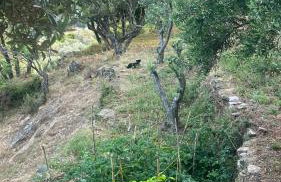 Ikarian traditional house - Photo 2