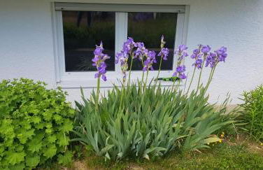 Ferienwohnung-Wald - Foto 25