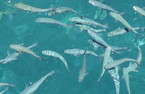 Dvori Lapad - Foto 55