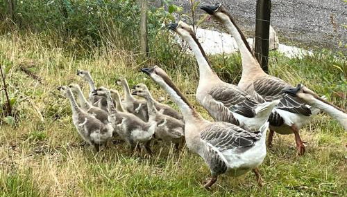 Gîtes du Saut des Cuves - Foto 5