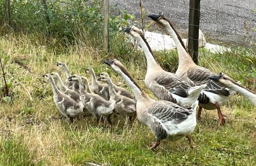 Gîtes du Saut des Cuves - Foto 5