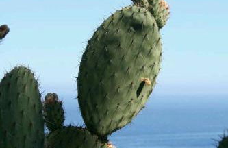 Mani Fort Charabos - Foto 13