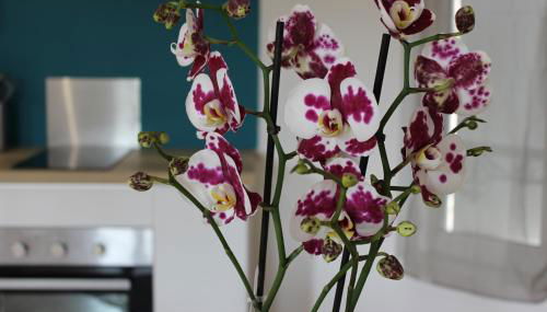 Bel appartement avec vue sur vézère - Foto 3