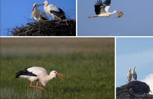 Villa Rose - Foto 69