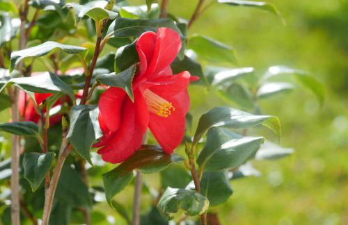 Villa Chiara - Foto 30