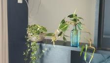 Flat Santa Cruz do Sul III - Foto 4