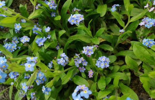 Ferienwohnung Blumenparadies - Foto 23