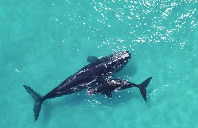 Kalgan River Chalets and Caravan Park - Foto 21