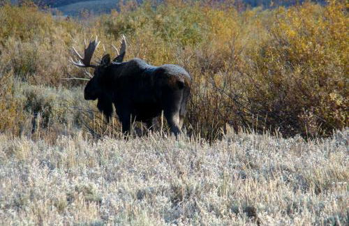 Cozy Cora Studio Cabin with Wind River Mtn Views - Photo 26