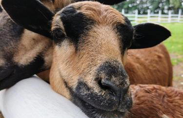 Ranczo Popowice - Foto 29