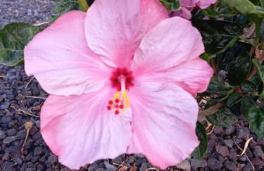 Casita La Rosa - Foto 55