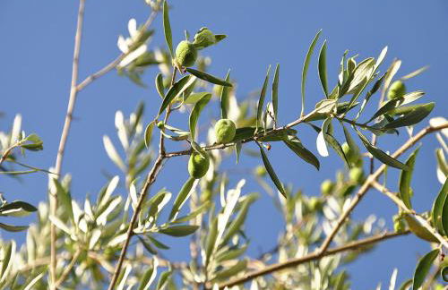 Bliss Near Aix-en-Provence - Foto 33