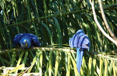Barco Casa Pantanal Toca da Onça - Photo 37