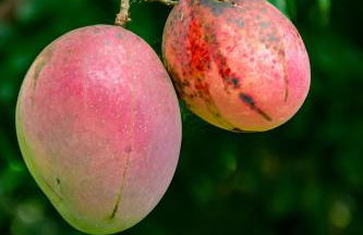 Fazendinha Nossa Senhora da Medalha Milagrosa - Foto 14