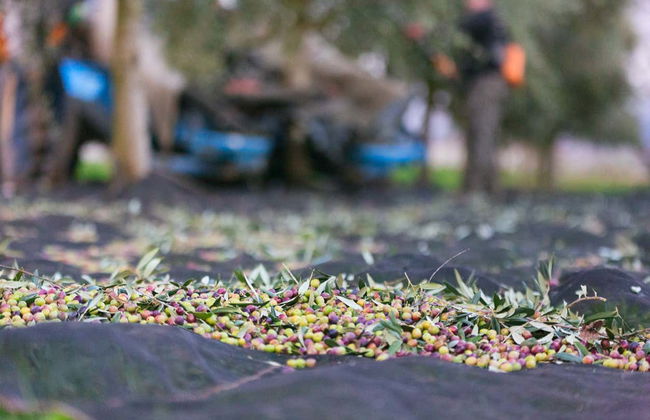 Visite du moulin à huile Hejul avec dégustation - Photo 7