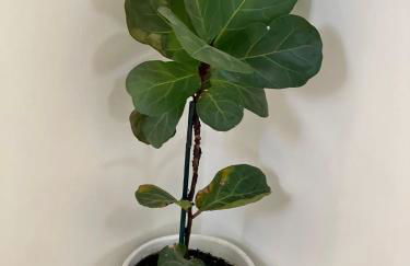 Luxurious Townhome W/3 Master Suites gated Parking - Photo 24