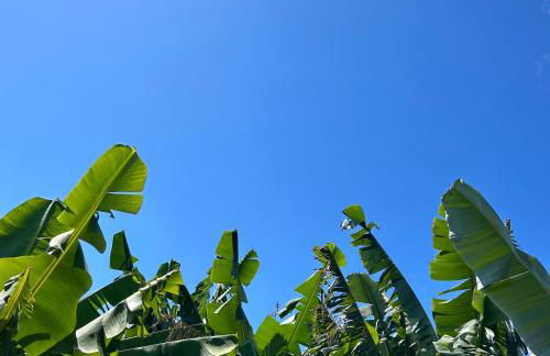 As Casinhas da Madeira - Cosy Stone Cottage in a subtropical garden - Foto 21