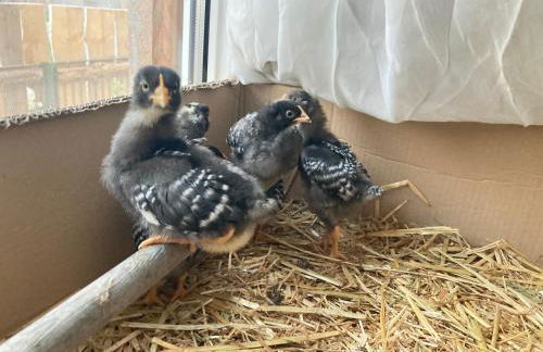 Gnaden- und Ferienhof Saale Wittgenstein in the middle of gar nix - Foto 48