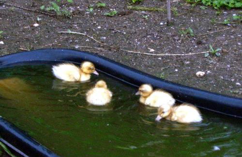 No.5 - Ferienwohnung Schkade - Foto 39