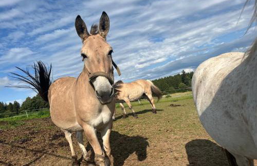 Apartment Style & Nature - Luxus trifft Natur - Foto 56